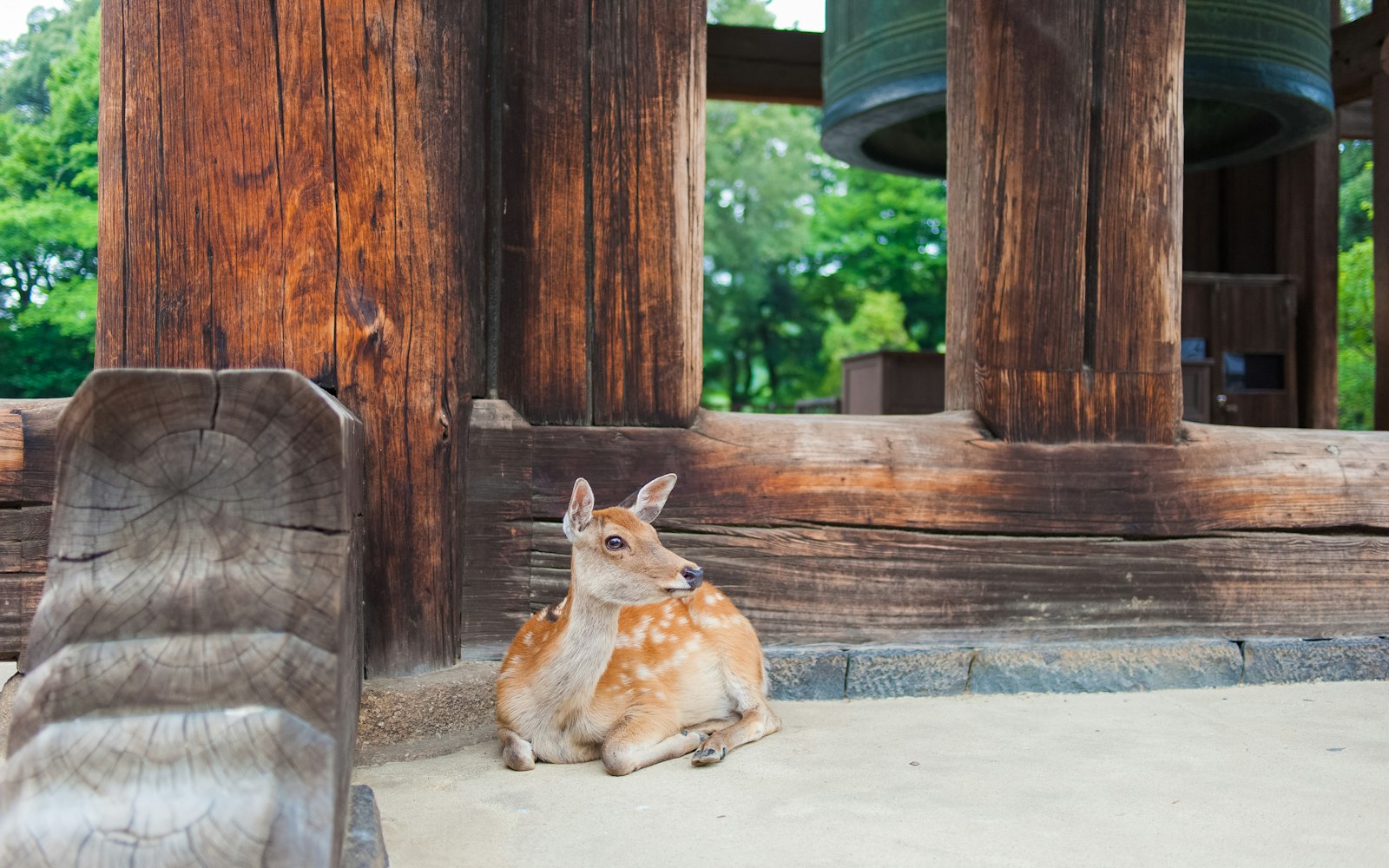 ZEISS Distagon T* 35mm F2 sample photo. Brown deer lying on photography