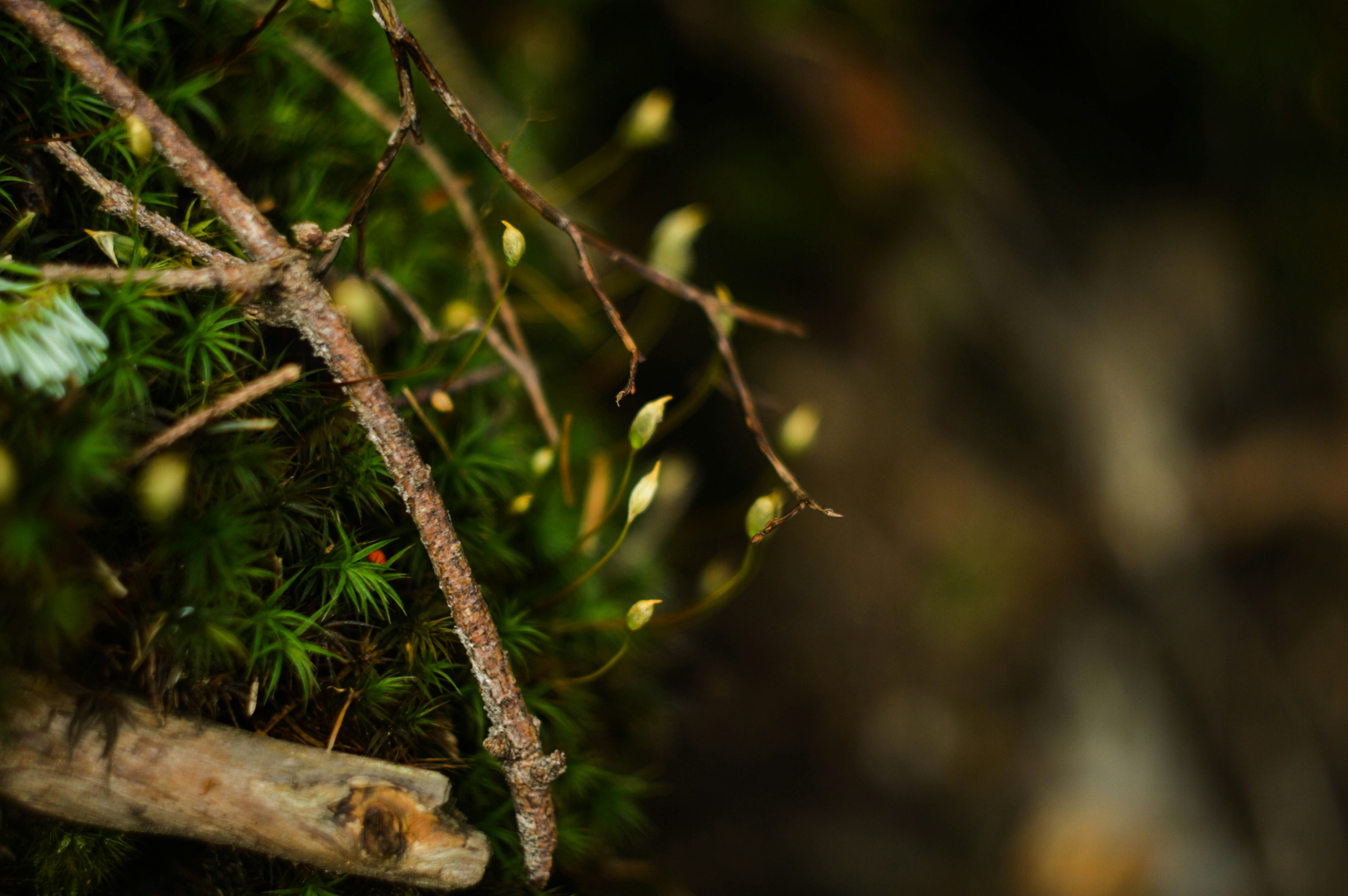 Free Unsplash photo from Mariana Vusiatytska