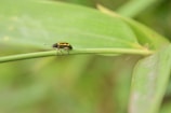 A small beetle with yellow and black stripes is perched on a green leaf. The background is blurred, highlighting the insect.