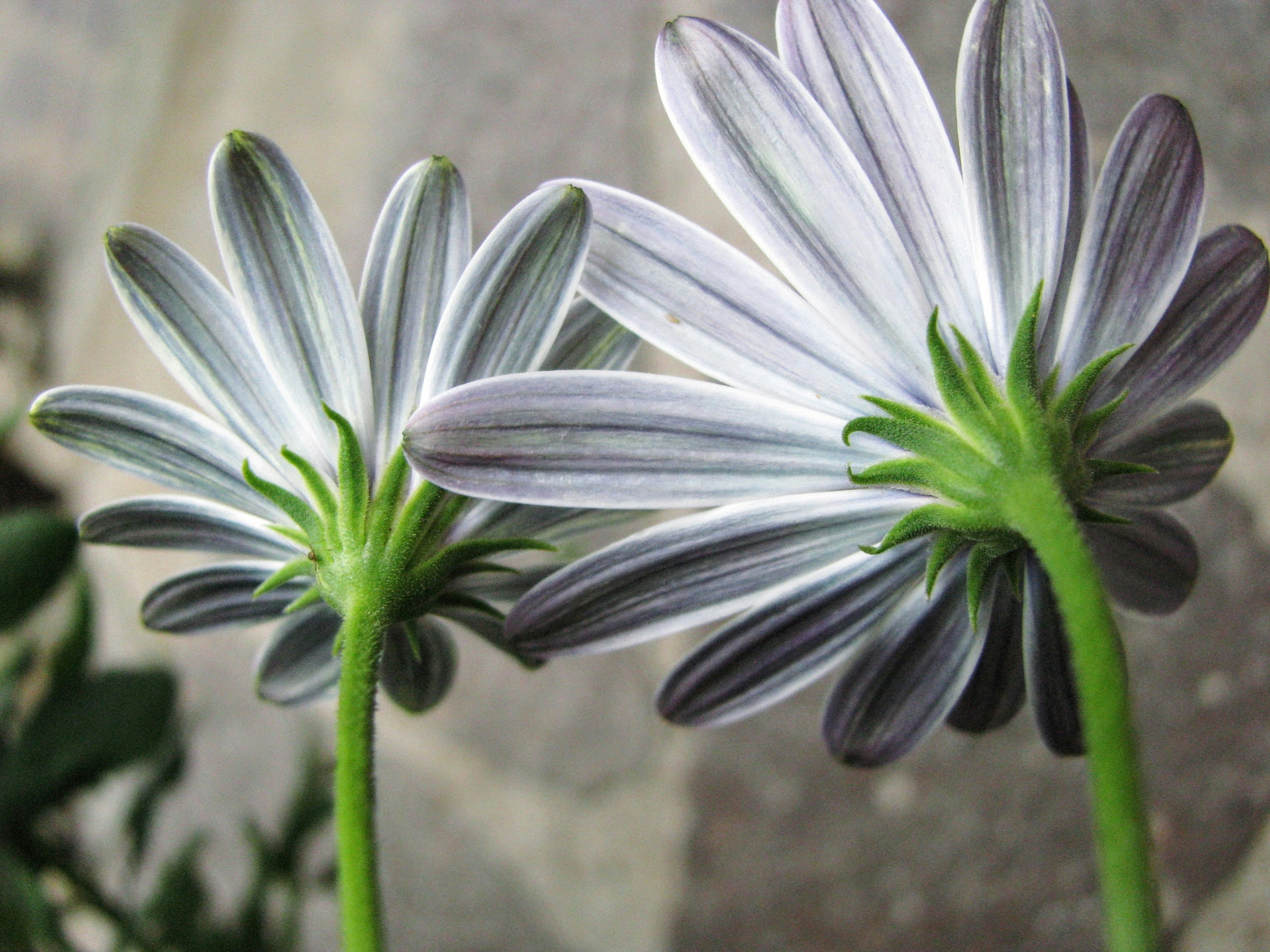 Free Unsplash photo from Zoe Gabo