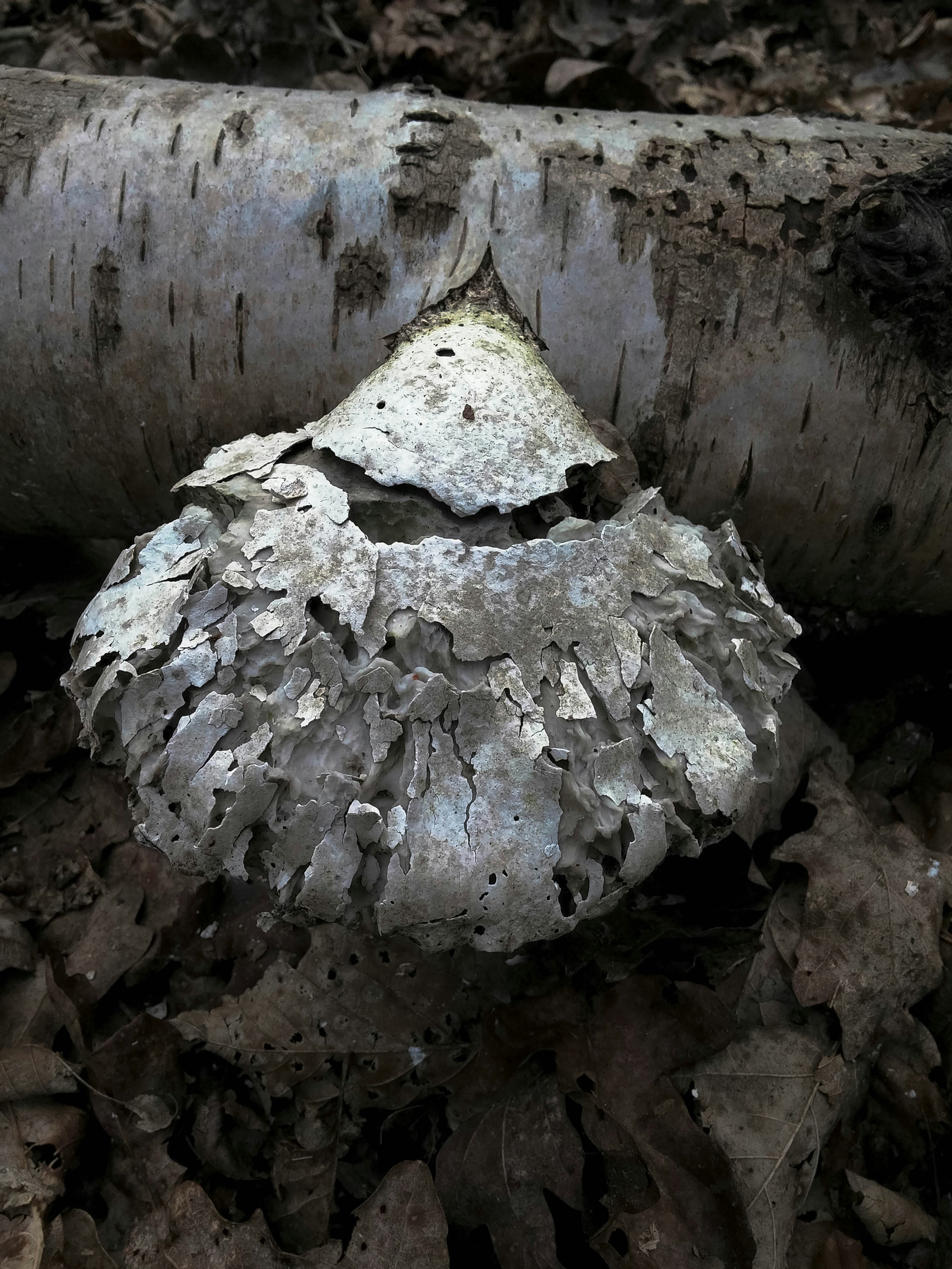 Free Unsplash photo from Timon Tlomaczewski