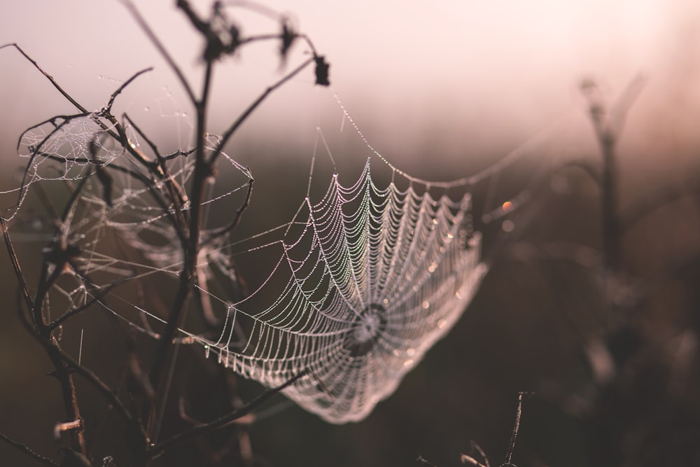 Makroaufnahme des Spinnennetzes