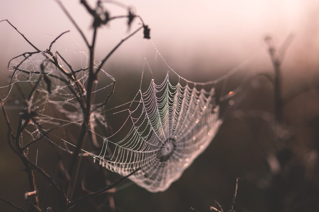 macro shot of spider web, Spider web on plant