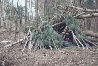 A person is lying in a makeshift shelter constructed from fallen branches and pine boughs in a forest setting. The ground is covered in leaves and the surrounding area is densely populated with trees stripped of their leaves, suggesting a winter or early spring environment.