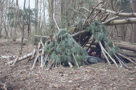 A person is lying in a makeshift shelter constructed from fallen branches and pine boughs in a forest setting. The ground is covered in leaves and the surrounding area is densely populated with trees stripped of their leaves, suggesting a winter or early spring environment.
