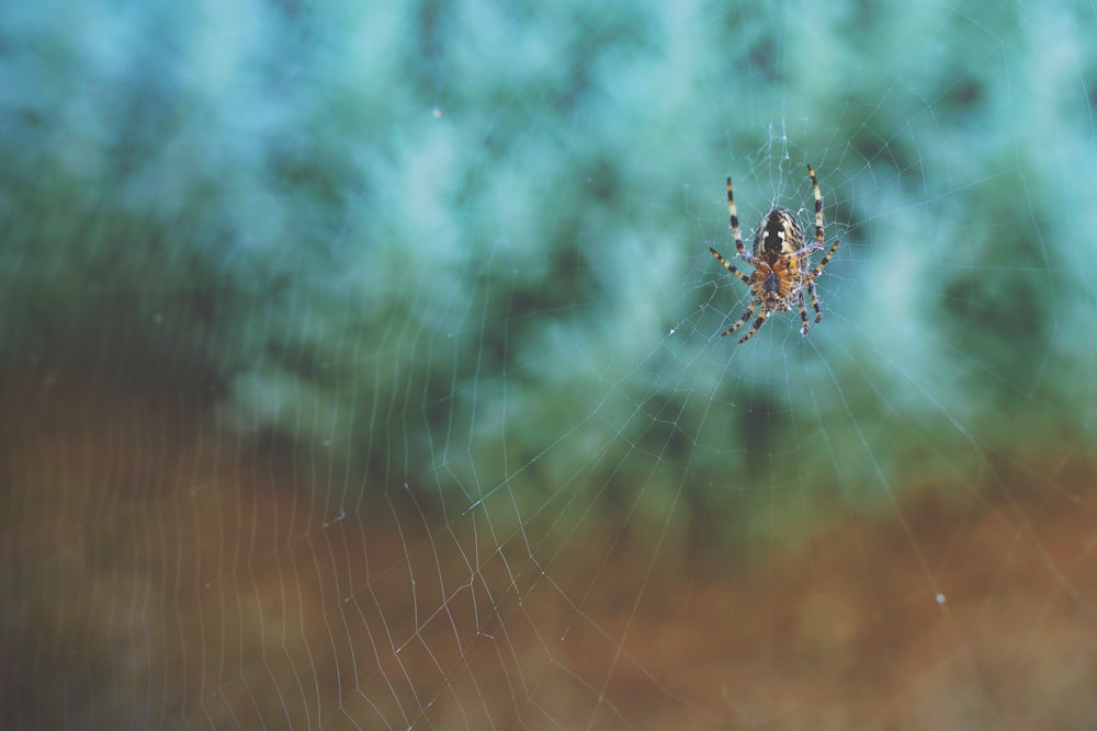 araña marrón y negra en la telaraña