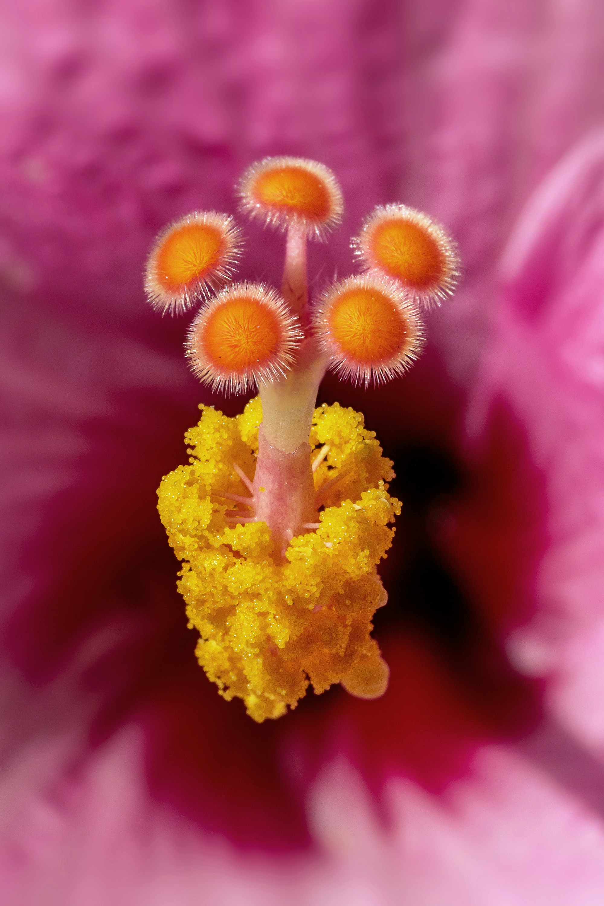 Free Unsplash photo from Pedro Lastra