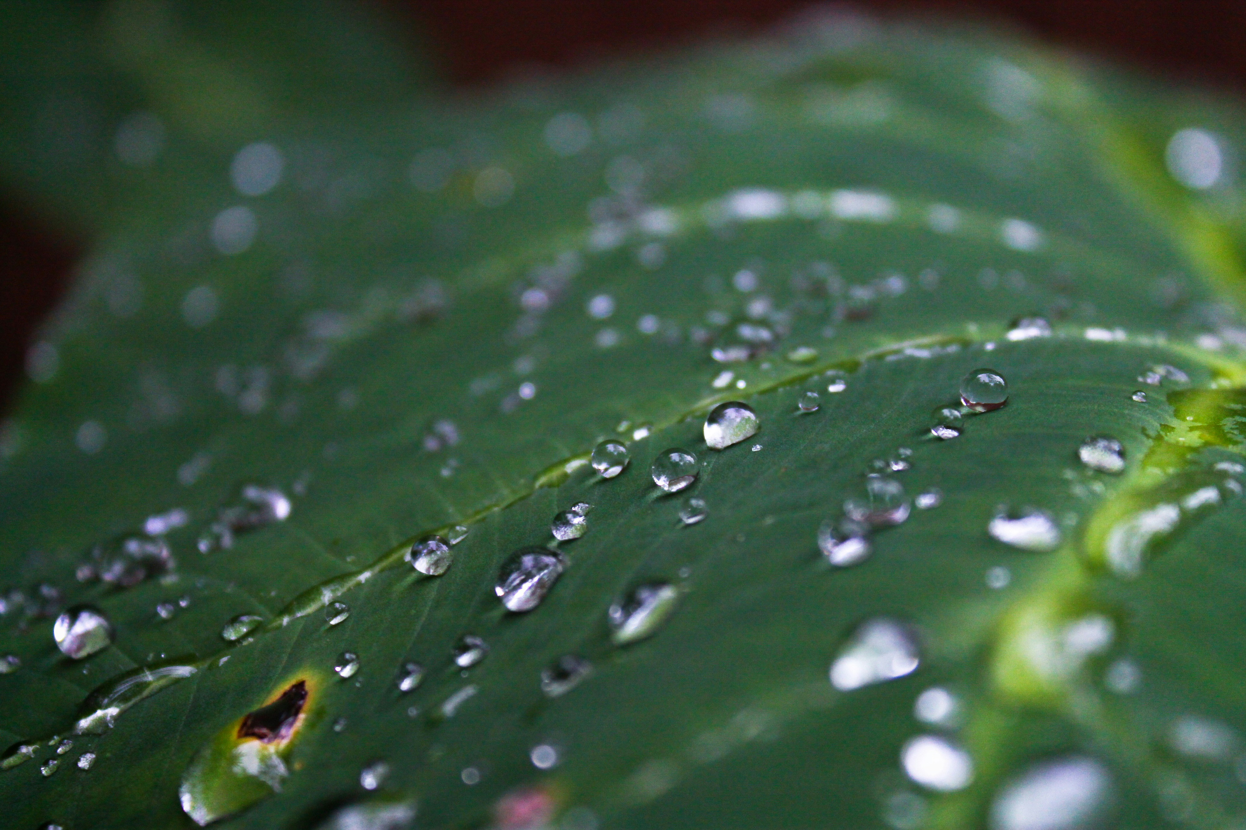 Free Unsplash photo from Aaron Castillo