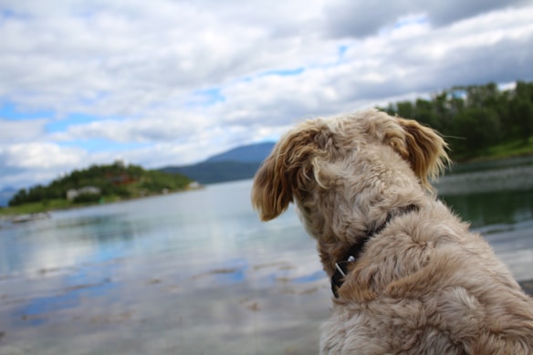 A fluffy dog is looking out over a serene lake with forested hills and a partly cloudy sky in the background. The scene conveys a sense of tranquility and contemplation.