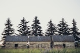 Three weathered, wooden cabins sit in a row in front of a line of tall evergreen trees. The grass in the foreground is tall and wild, suggesting a rural or forested setting. The cabins have small, dark openings where doors might have been, and the shingles on their roofs are aged.