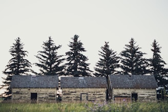 Three weathered, wooden cabins sit in a row in front of a line of tall evergreen trees. The grass in the foreground is tall and wild, suggesting a rural or forested setting. The cabins have small, dark openings where doors might have been, and the shingles on their roofs are aged.