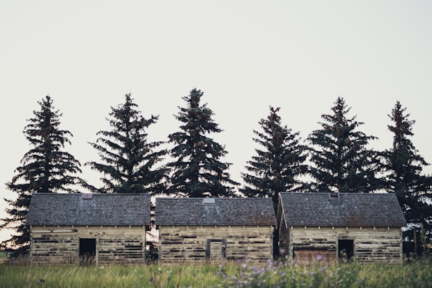 Three weathered, wooden cabins sit in a row in front of a line of tall evergreen trees. The grass in the foreground is tall and wild, suggesting a rural or forested setting. The cabins have small, dark openings where doors might have been, and the shingles on their roofs are aged.