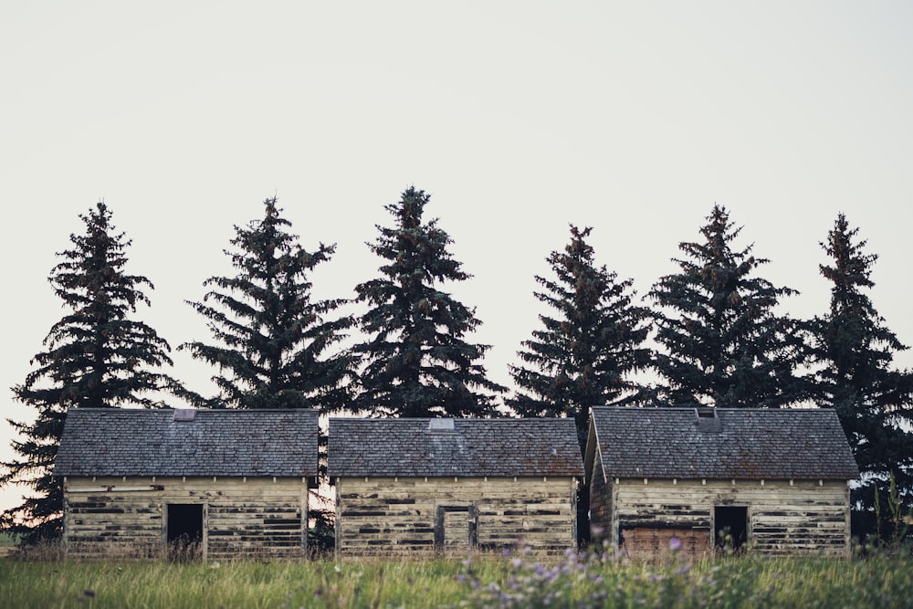 landscape photo of houses in front of pine trees during daytime