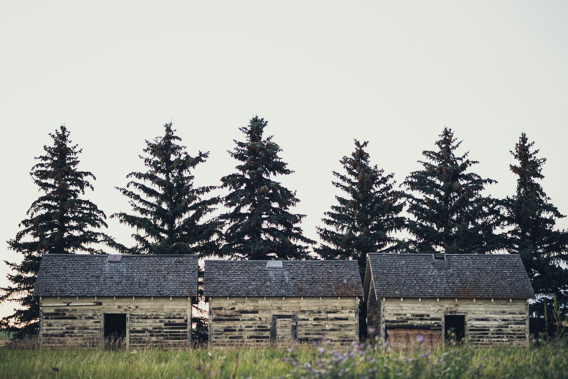 Three weathered, wooden cabins sit in a row in front of a line of tall evergreen trees. The grass in the foreground is tall and wild, suggesting a rural or forested setting. The cabins have small, dark openings where doors might have been, and the shingles on their roofs are aged.