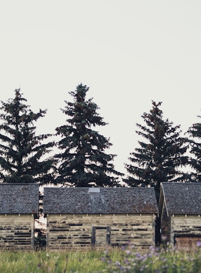 landscape photo of houses in front of pine trees during daytime