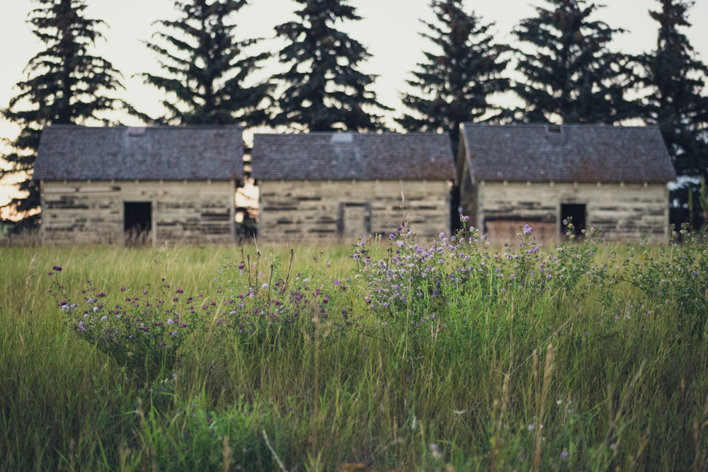 brown houses on grass fieldc