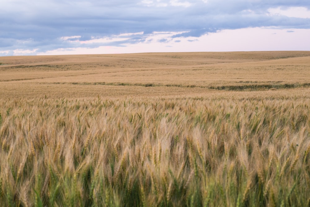 brown grass field under blue sky