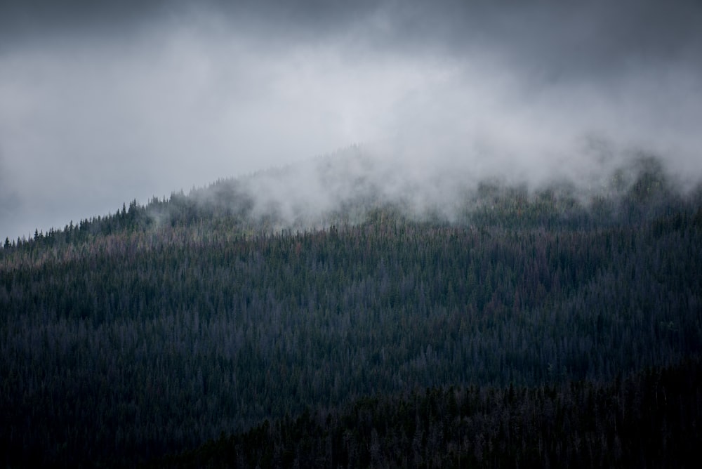 forest tree field covered with fog