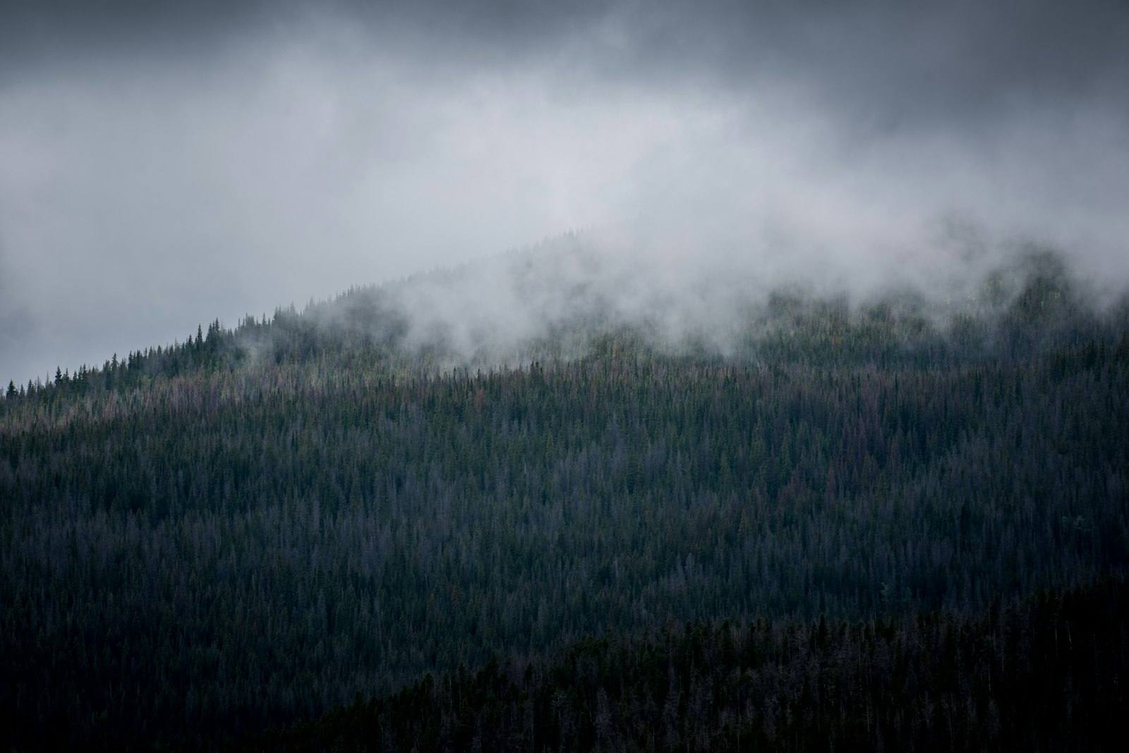 Nikon AF-S Nikkor 200-500mm F5.6E ED VR sample photo. Forest tree field covered photography