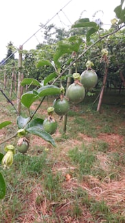 Several green passion fruits hang from a vine that is supported by a trellis. The vine is lush with large green leaves and the fruits are in varying stages of growth. The background features more vines of passion fruit and green grass, suggesting a farm or garden setting. The scene appears to be outdoors and the sky is overcast, indicating a cool, possibly wet day.