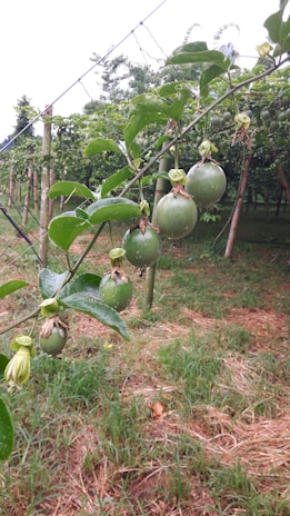 Several green passion fruits hang from a vine that is supported by a trellis. The vine is lush with large green leaves and the fruits are in varying stages of growth. The background features more vines of passion fruit and green grass, suggesting a farm or garden setting. The scene appears to be outdoors and the sky is overcast, indicating a cool, possibly wet day.