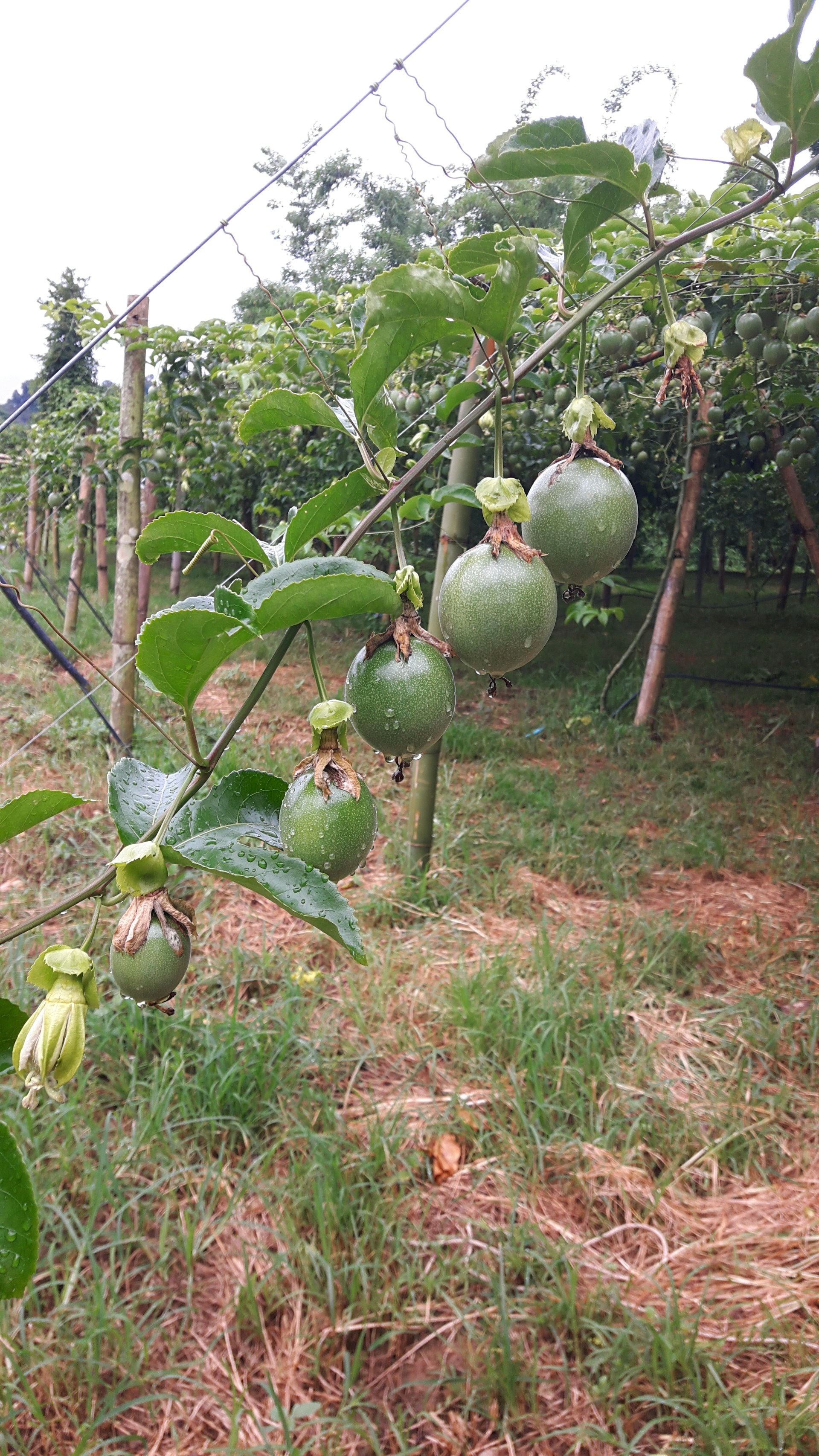 A colorful display of passion fruit vines climbing gracefully, dotted with bright purple fruits ready to harvest.