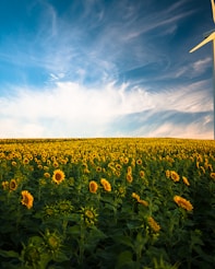 sunflower field