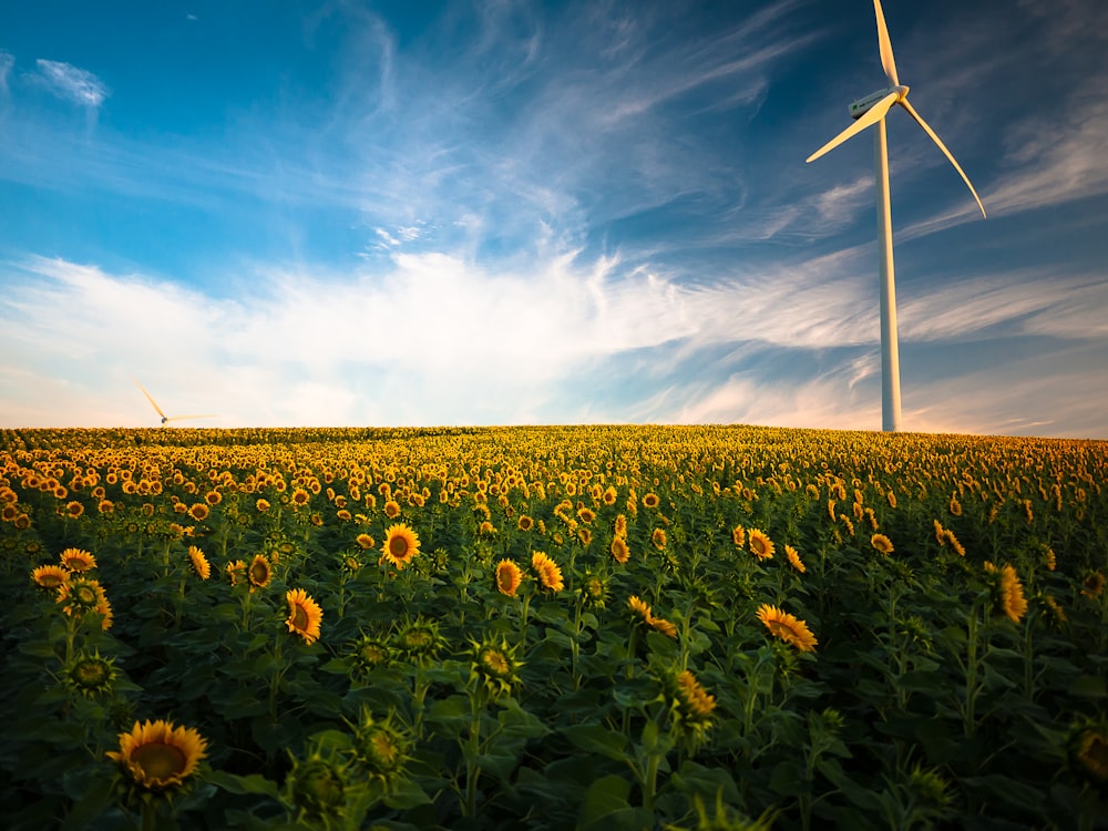 champ de tournesol