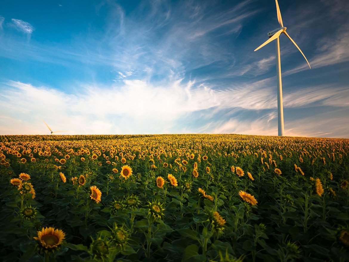 sunflower field