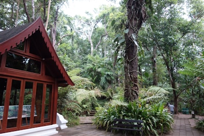 A traditional wooden structure with large windows is situated on the left, surrounded by a lush, dense forest filled with tall trees, ferns, and various tropical plants. A pathway made of stone tiles leads through the greenery, where a bench is placed nearby. The setting is serene and immersed in nature.