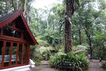 A traditional wooden structure with large windows is situated on the left, surrounded by a lush, dense forest filled with tall trees, ferns, and various tropical plants. A pathway made of stone tiles leads through the greenery, where a bench is placed nearby. The setting is serene and immersed in nature.