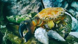 A close-up of a Ucides cordatus crab on a mangrove shore.