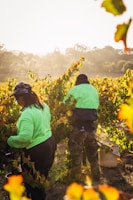 Workers harvesting ripe crops with smiles in a sunny field
