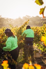 Two people in bright clothing are harvesting grapes in a vineyard during a sunny day. The vineyard is lush with green and golden leaves, and the sunlight creates a warm glow on the scene.