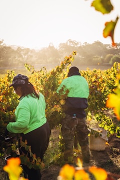 Two people in bright clothing are harvesting grapes in a vineyard during a sunny day. The vineyard is lush with green and golden leaves, and the sunlight creates a warm glow on the scene.