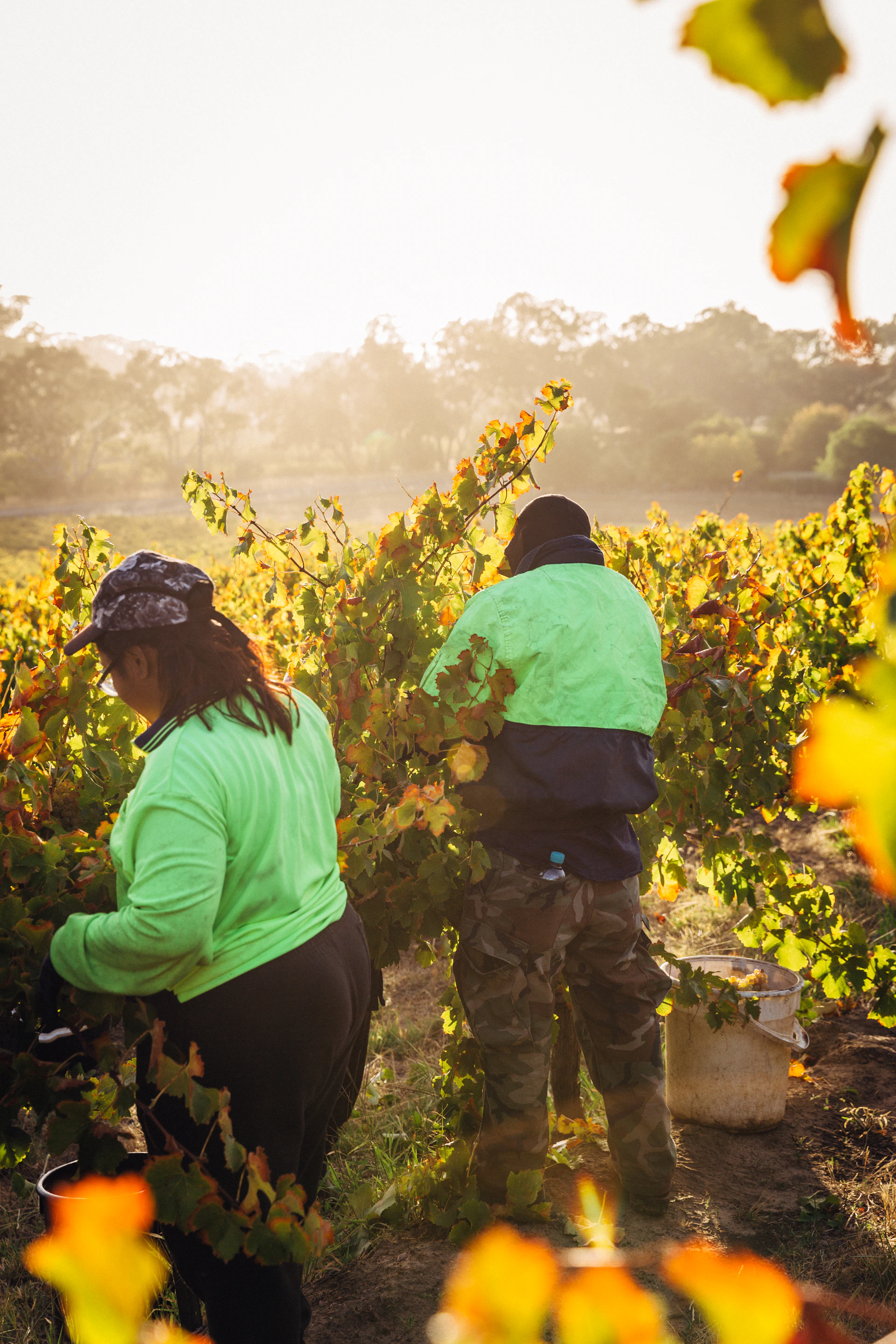 A group of people harvesting grapes together under a bright blue sky in the vineyard