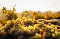 Close-up of ripe grapes hanging heavy on the vine, bathed in warm desert sunlight.