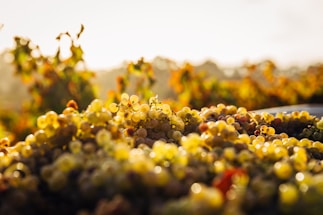 A close-up of ripe grapes hanging on the vine bathed in warm golden sunlight.