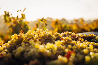 Close-up of ripe grapes hanging on a rustic vine, bathed in warm sunlight, symbolizing growth and connection.