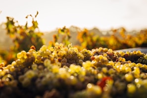 Close-up of ripe grape clusters hanging on the vine in a Montenegrin vineyard bathed in golden afternoon light