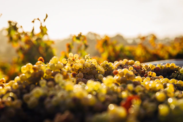 Close-up of ripe grapes hanging on a rustic vine, bathed in warm sunlight, symbolizing growth and connection.