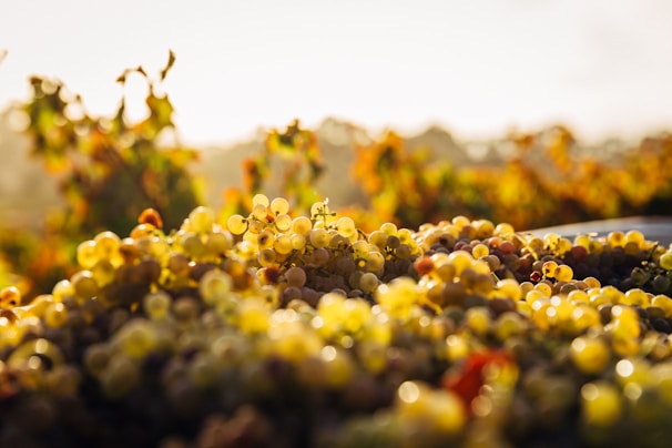 Close-up of ripe grapes hanging on the vine in a sunlit vineyard.