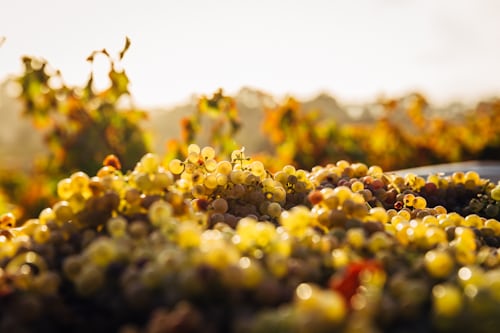 Uvas brancas no campo com cambio climatico