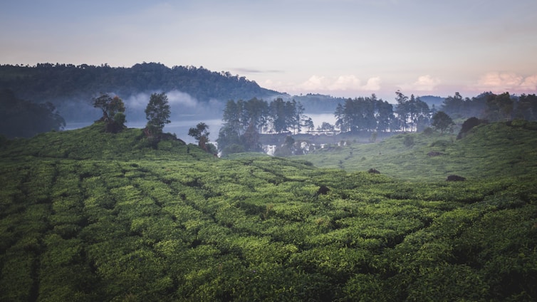 A serene tea plantation landscape with mist rolling over green hills under a soft morning sun.