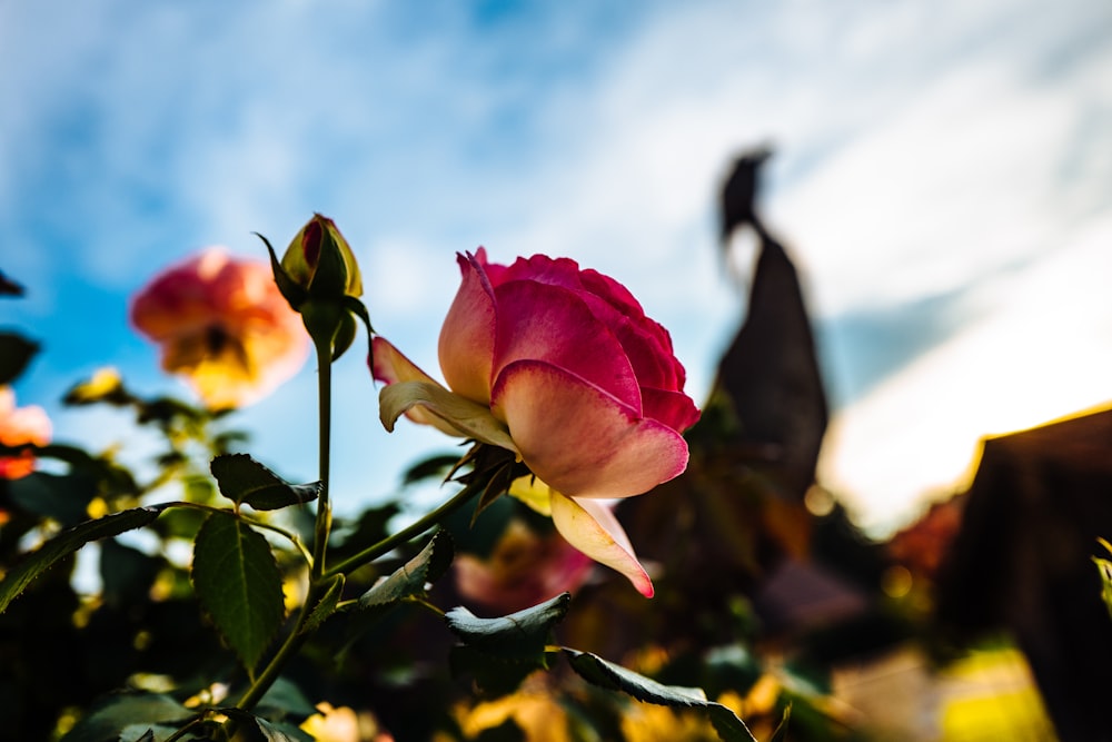 selective focus photography of pink rose flower