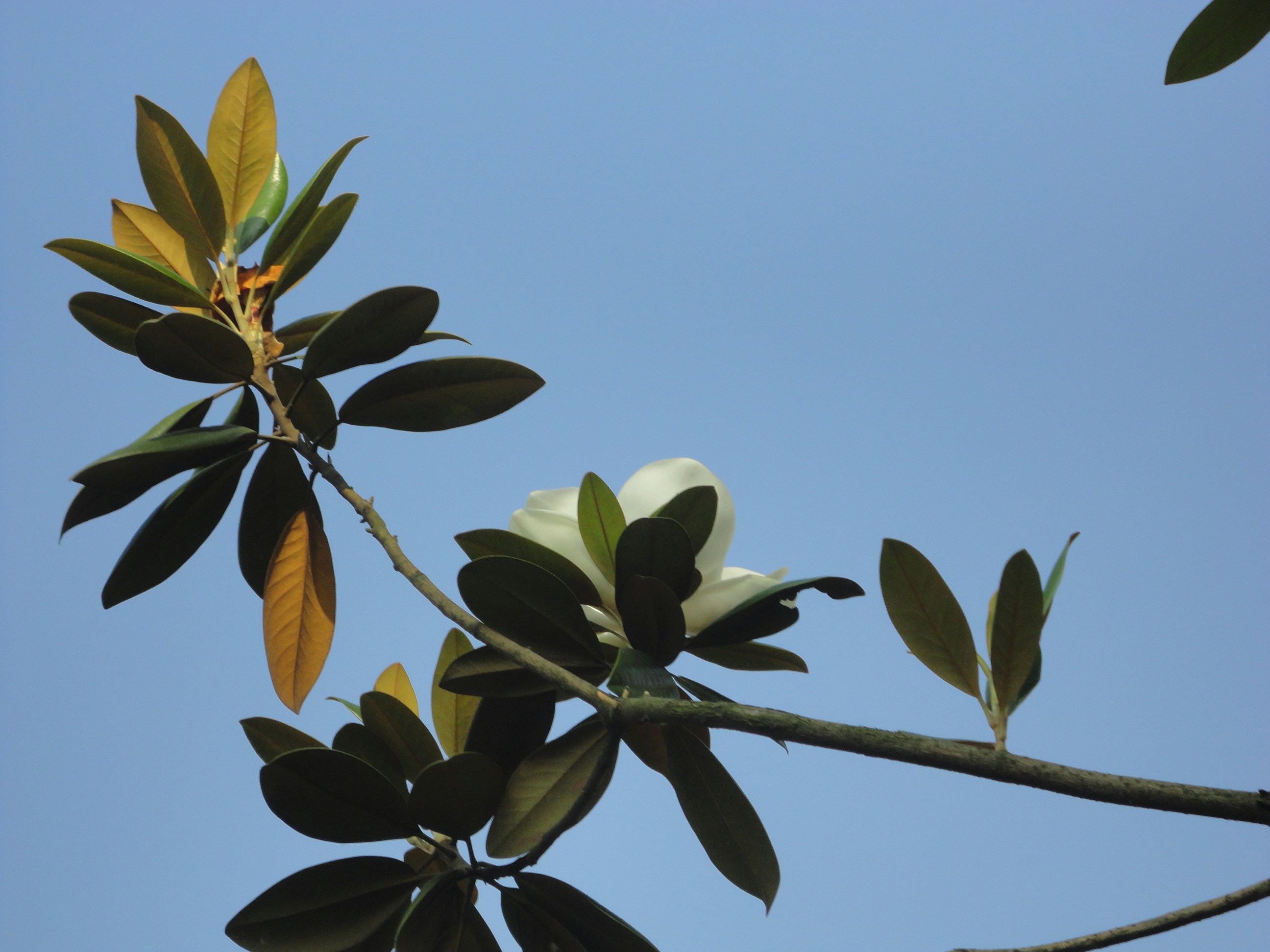 Free Unsplash photo from Wang Shao