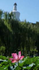Volunteers planting lotus flowers around the monastery grounds at sunrise.
