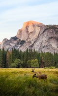 two brown deer beside trees and mountain