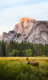two brown deer beside trees and mountain