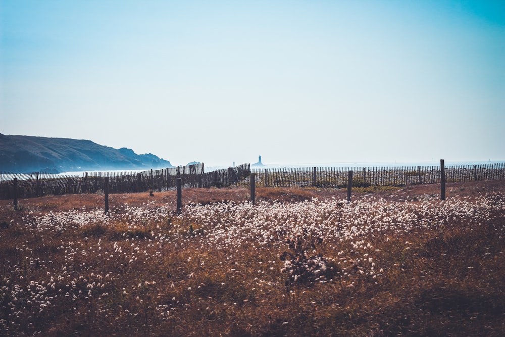 landscape photography of bed of white flowers